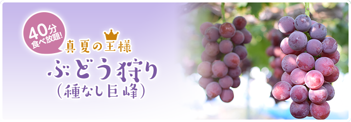 ぶどう狩り