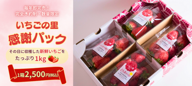 いちご様まとめ売り　専用 いちご(とちおとめ) | 商品一覧 | JA茨城旭村特産物直売所 サングリーン旭